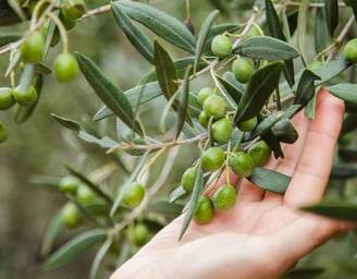touches to olive branch